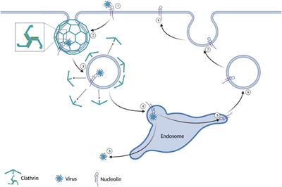 Anti-nucleolin aptamer AS1411: an advancing therapeutic